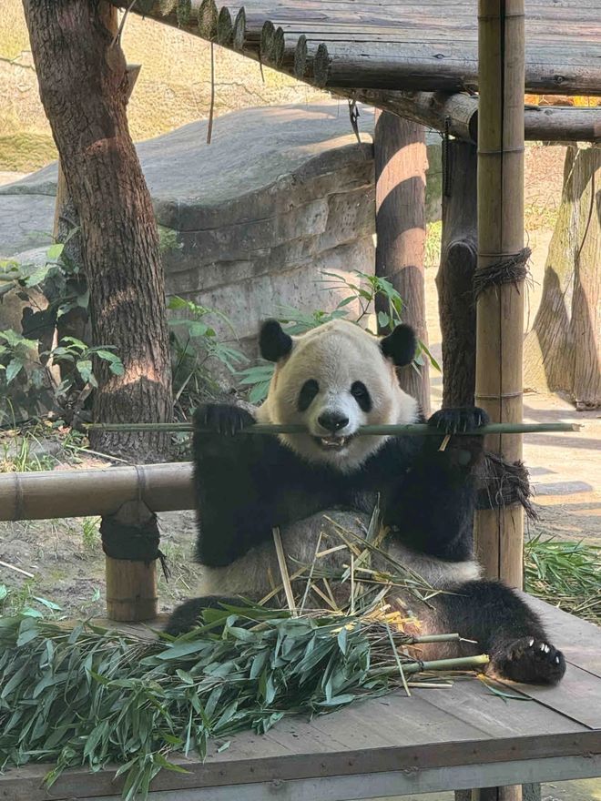 :五天四晚玩转必去景点与必吃美食麻将胡了2模拟器重庆自由行指南(图4) :五天四晚玩转必去景点与必吃美食麻将胡了2模拟器重庆自由行指南(图4)